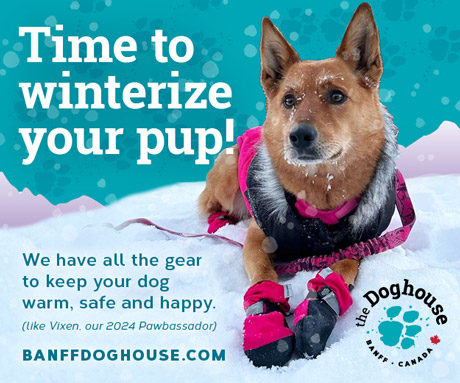 image of Doghouse digital ad