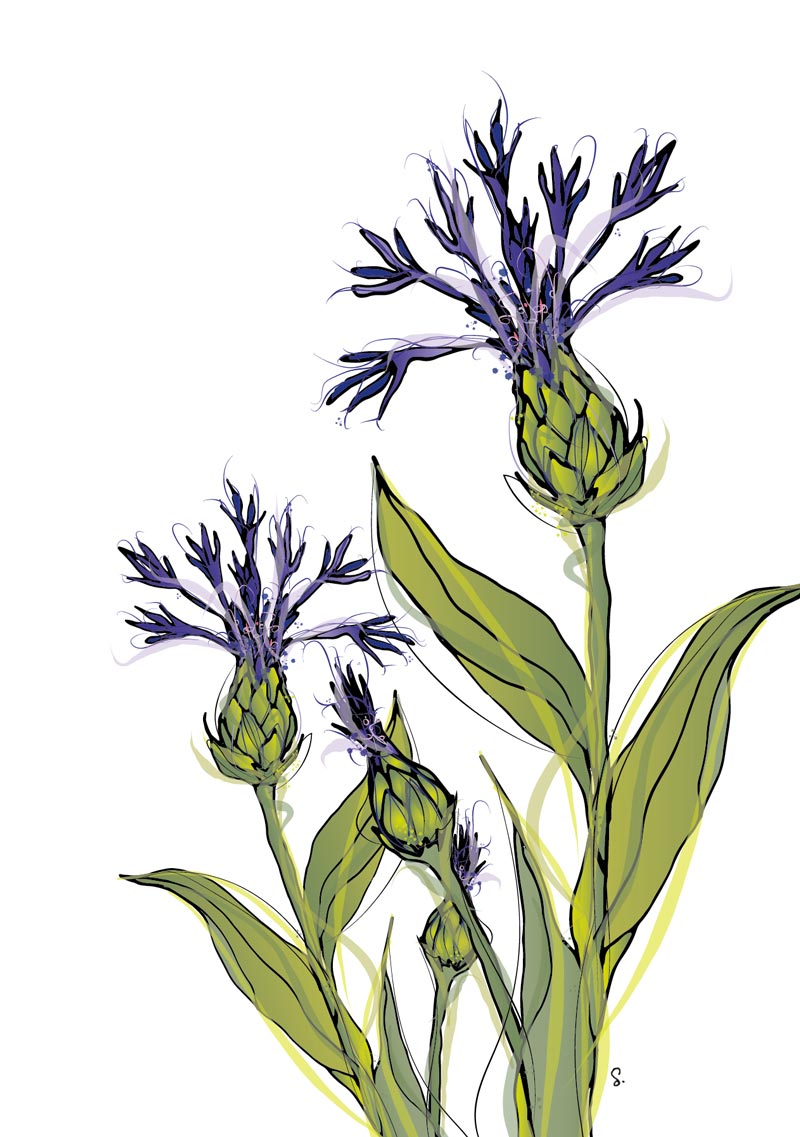 image of cornflower illustration