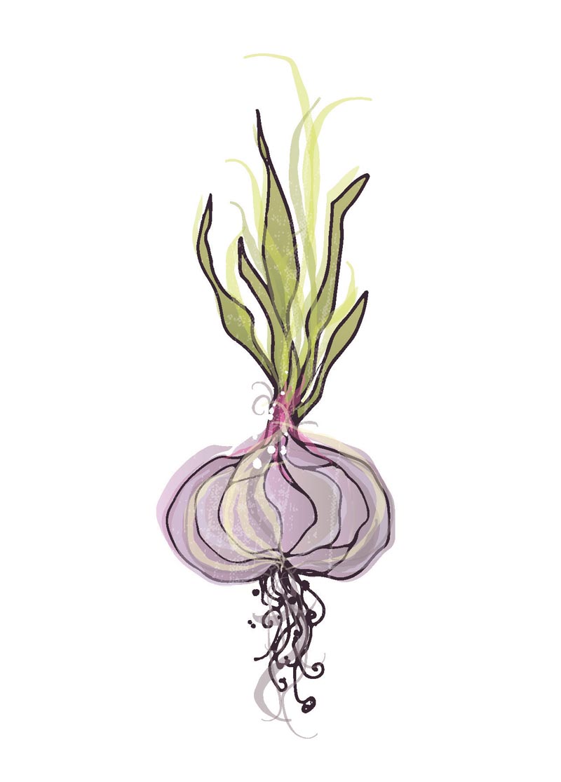 image of garlic illustration