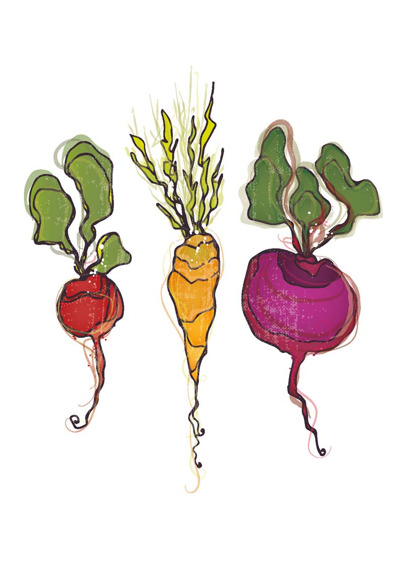 image of root vegetable illustration